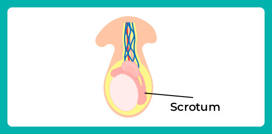 scrotum-to-change-shape.jpg
